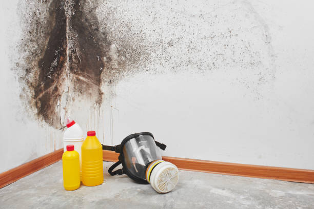Mold Testing and Removal in Panguitch, UT