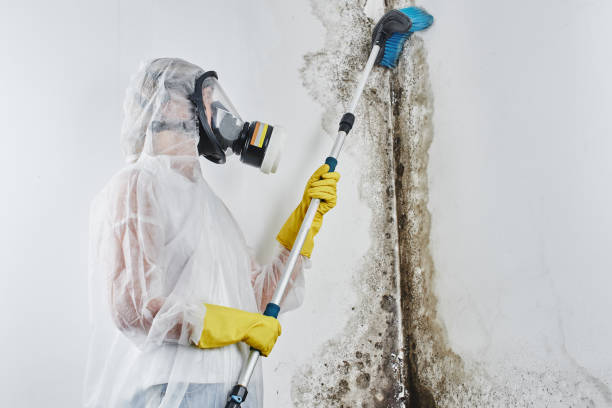 Attic Mold Removal in Panguitch, UT