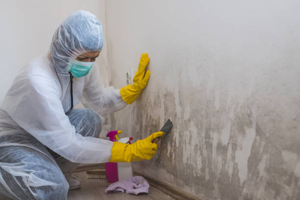 Best Crawl Space Mold Removal  in Panguitch, UT