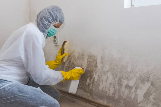 Best Mold Remediation  in Panguitch, UT