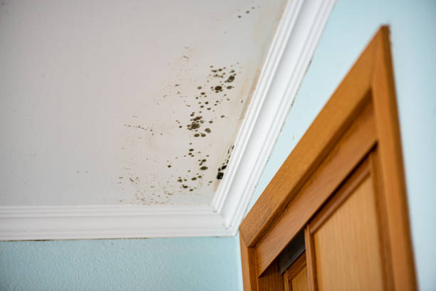 Best Toxic Mold Removal  in Panguitch, UT