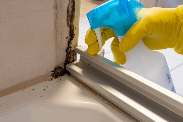 Best Attic Mold Removal  in Panguitch, UT