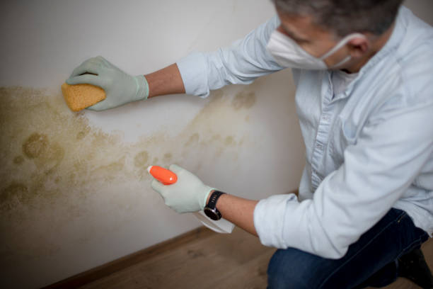 Best Attic Mold Removal  in Panguitch, UT