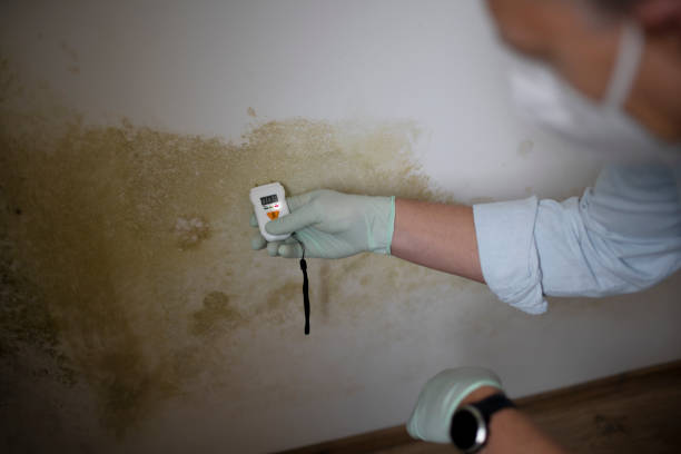 Best Mold Cleaning Services  in Panguitch, UT