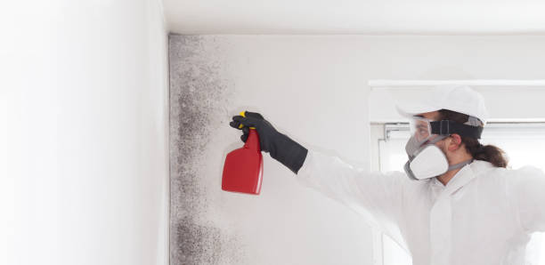 Best Certified Mold Removal  in Panguitch, UT