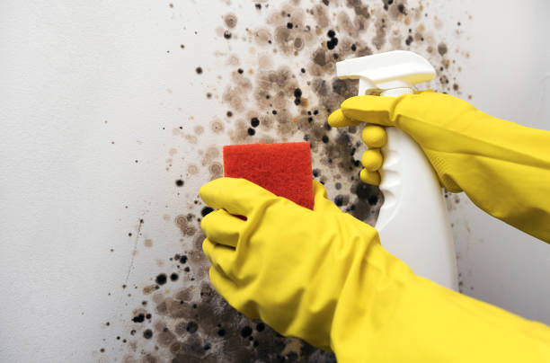 Best Fast Mold Removal  in Panguitch, UT