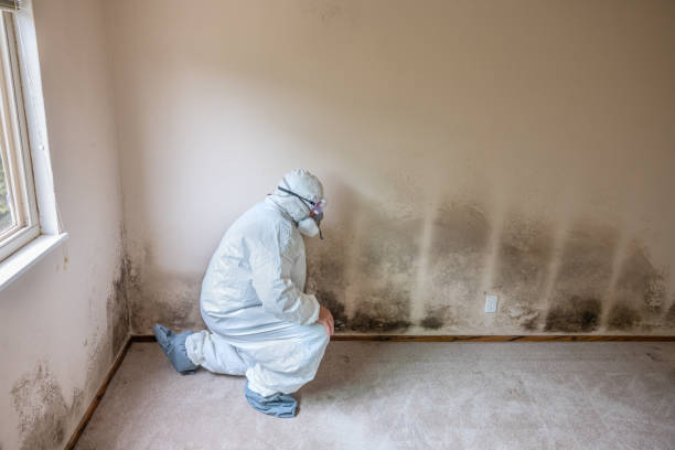 Best Mold Removal Company Near Me  in Panguitch, UT