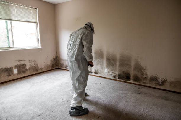 Best Home Mold Removal  in Panguitch, UT