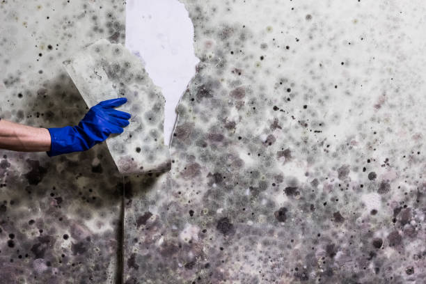 Best Local Mold Removal Service  in Panguitch, UT