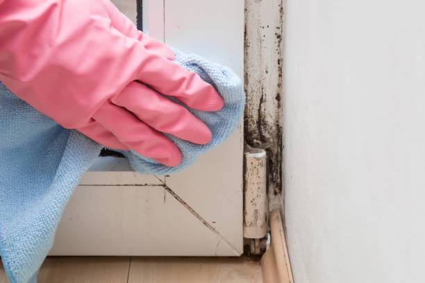 Best Professional Mold Removal  in Panguitch, UT