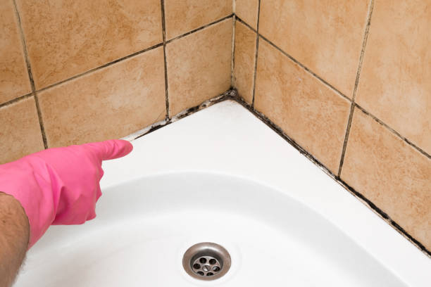 Best Mold Remediation Experts  in Panguitch, UT